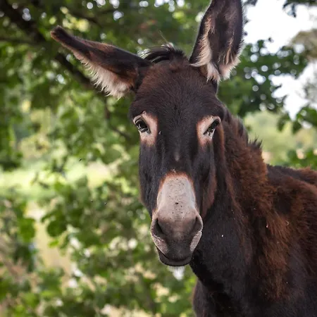 Logis De La Rouliere 3* La Chapelle-Bertrand