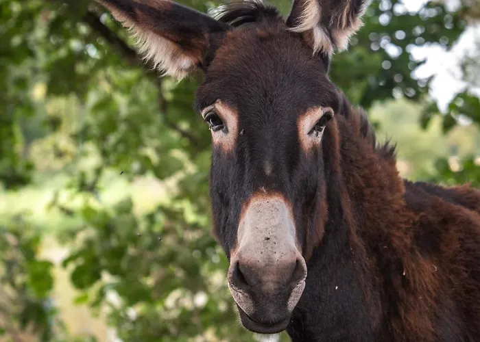 Logis De La Rouliere 3* La Chapelle-Bertrand